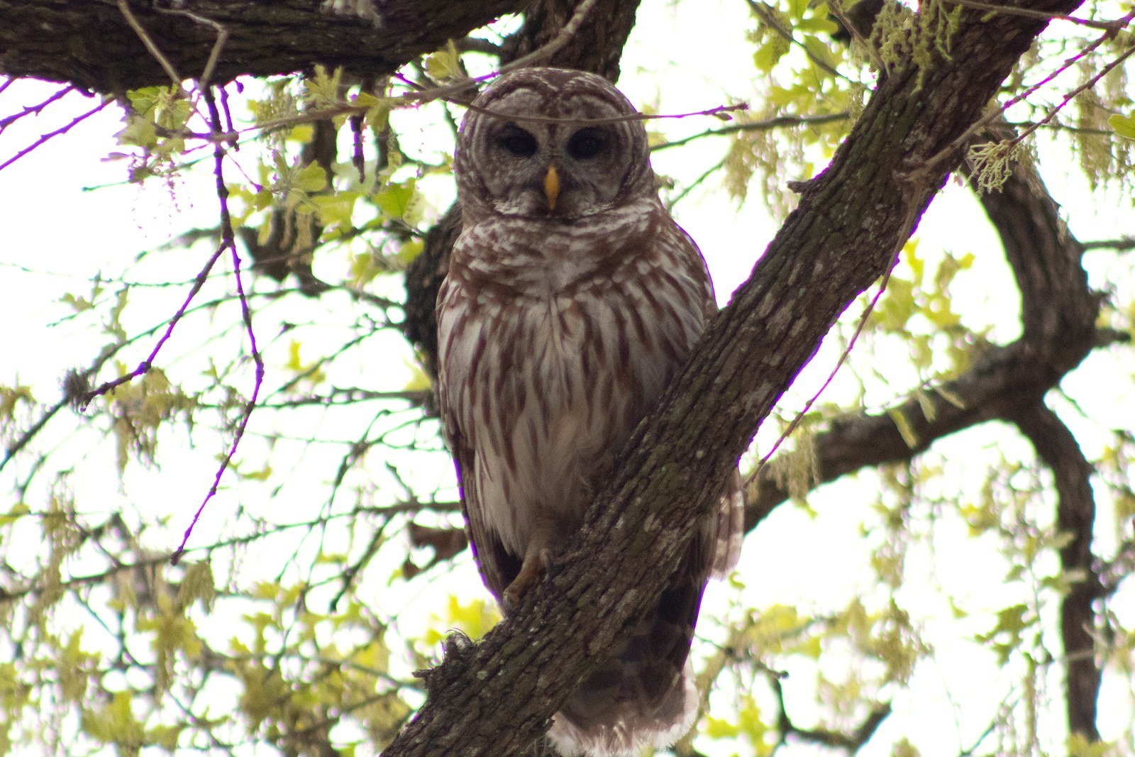 A barred owl perched in the fork of a tree, looking straight ahead