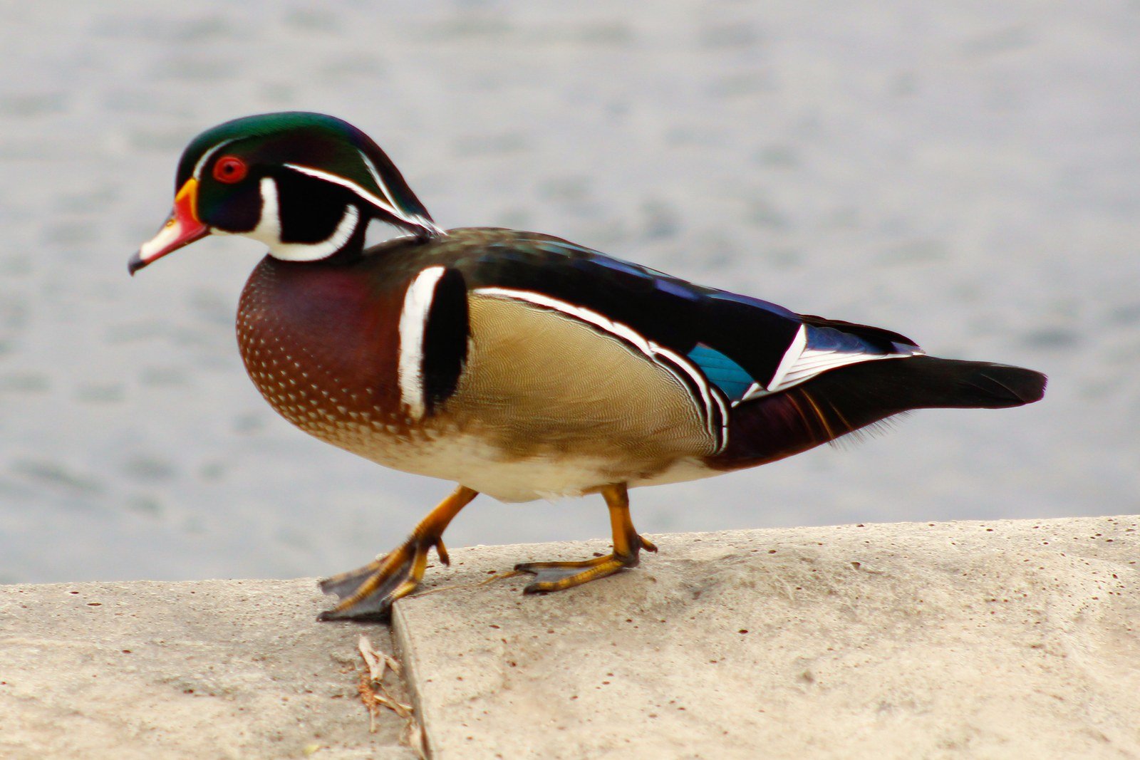 A male wood duck walking along a stone ledge at the water's edge