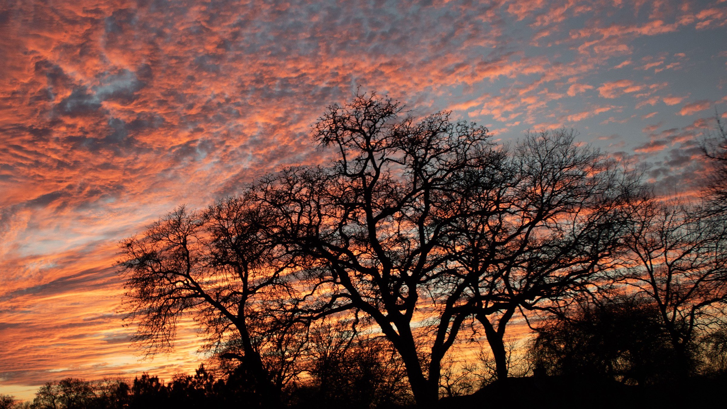 Bare trees silhouetted against a sunset sky streaked with orange and pink clouds