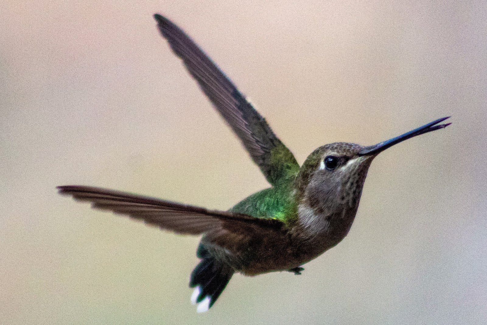 A hummingbird in flight with its wings spread against a soft, blurred background